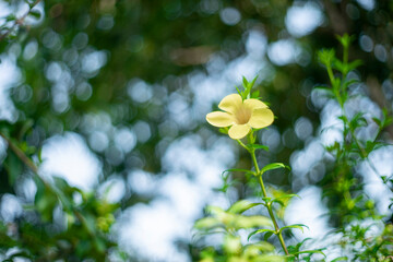 For those who love Allamanda blanchetii and Allamanda blanchetii like to learn the meanings of...