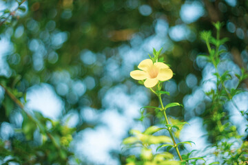 For those who love Allamanda blanchetii and Allamanda blanchetii like to learn the meanings of...