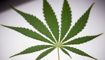 cannabis leaf extracted from hemp oil