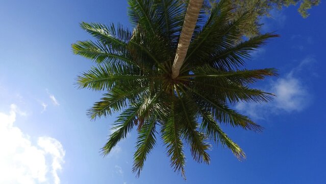 Low angle shot of a palm tree on a clear sky background on a sunny day