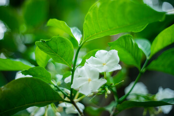 Tabernaemontana divaricata,The stem  Tabernaemontana divaricata exudes a milky latex when broken, whence comes the name milk flower