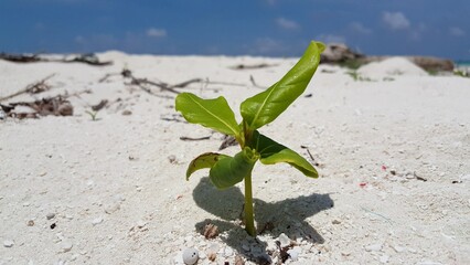 Green plant on the beach