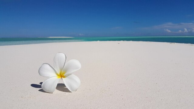 White flower on the beach