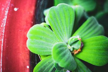  Pistia stratiotes is a herbaceous plant that grows on the surface of the water and has no stems....