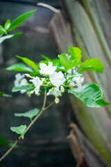 Tabernaemontana divaricata,The stem  Tabernaemontana divaricata exudes a milky latex when broken, whence comes the name milk flower