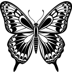     Butterfly vector illustration.
