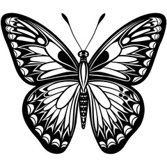     Butterfly vector illustration.
