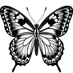     Butterfly vector illustration.
