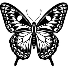     Butterfly vector illustration.
