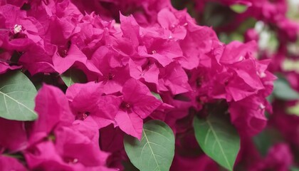 Fototapeta premium Bright bougainvillea or paper flowers as a floral background. Close-up view Bougainvillea