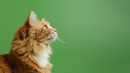 This majestic ginger cat's upward gaze creates a sense of aspiration, set against a harmonious...