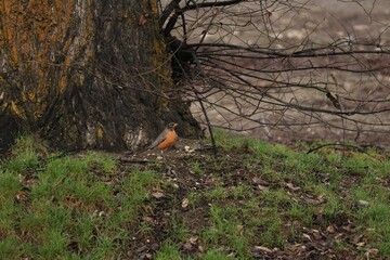 American robin bird near a big tree