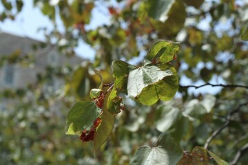 Selective focus of a tree branch with green leaves on a sunny day