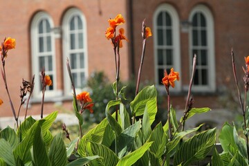 Selective focus of an orange canna lilies in a garden