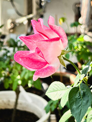 The mutation of double delight rose from hot weather,white mixed pink color around edge petal,