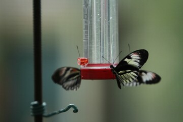 Selective focus shot of butterflies perched on a feeder