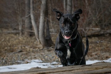 Cute black labrador retriever dog jumping over a log in a park