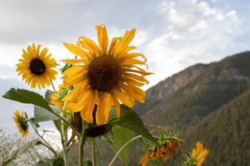 Closeup shot of sunflowers on a hot summers evening with mountains in the distance