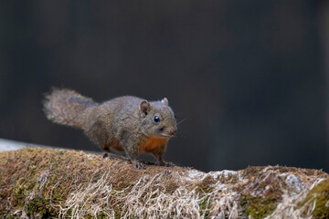 Senchal Wild Life Sanctuary, Orange-bellied Himalayan squirrel, Dremomys lokriah