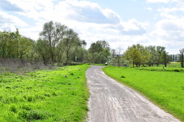 dirt road in the swampland