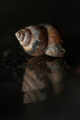 Vertical closeup of a shell on the soil against black background