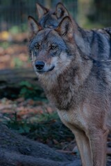 Naklejka na ściany i meble Vertical closeup of Iberian wolfs (Canis lupus signatus) against blurred background