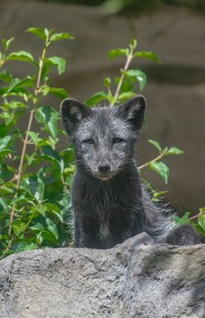 Selective focus shot of a gray fox at Hellabrunn zoo in Munich, Germany