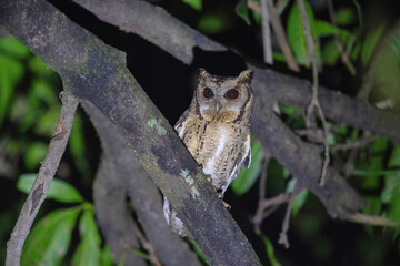 Latpanchar, Darjeeling district of West Bengal, India. Collared scops owl, Otus lettia