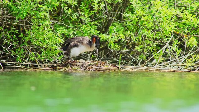 a Great Crested Grebe couple swims on a pond and builds a nest for the breeding season in Erfurt, Thuringia, Germany, Europe