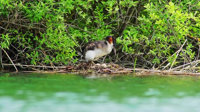 a Great Crested Grebe couple swims on a pond and builds a nest for the breeding season in Erfurt, Thuringia, Germany, Europe