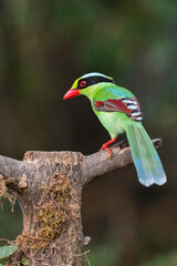 Latpanchar, Darjeeling district of West Bengal, India. Common green magpie, Cissa chinensis