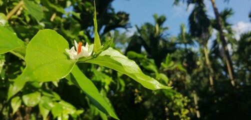 Closeup of Nyctanthes flower blooming on green leaves against blur background on a sunny day