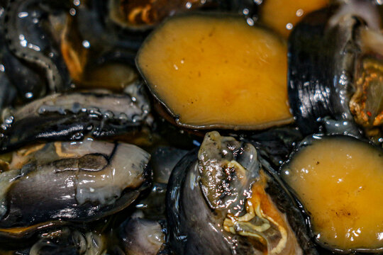 Hawaiian Opihi: Fresh from the Big Island