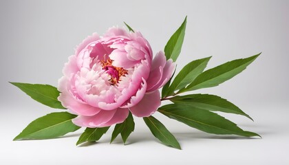 pink peony with green leaves isolated on white background