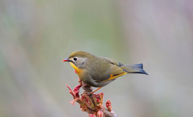 Neora Valley National Park is a national park,Kalimpong district, West Bengal, India. Red-billed leiothrix, Leiothrix lutea