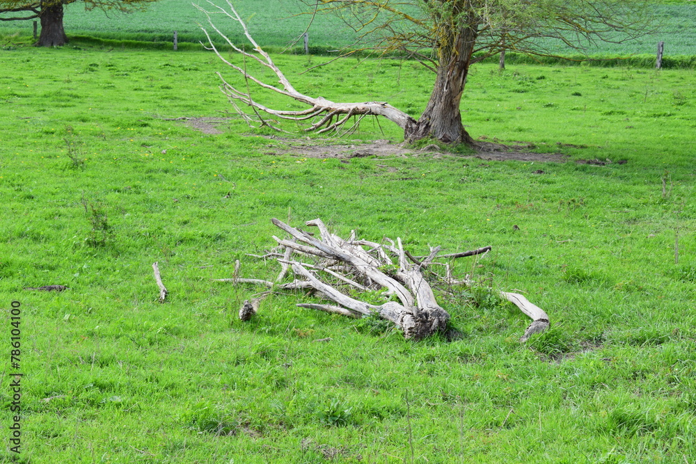 Wall mural dead wood on green grassland