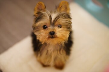 Closeup of an adorable little Yorkshire Terrier puppy with fluffy brown fur looking at the camera