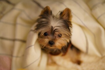 Closeup of an adorable little Yorkshire Terrier puppy with fluffy brown fur