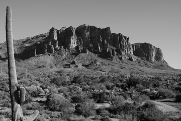 Black and white landscape of a cactus and rocks in the background.