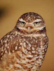 Portrait of an owl against a tan background.