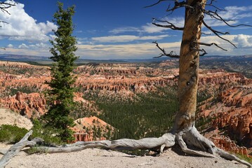 Beautiful shot of trees overlooking the Bryce Canyon National Park in Utah, USA