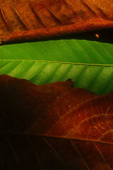 Frame of leaves 