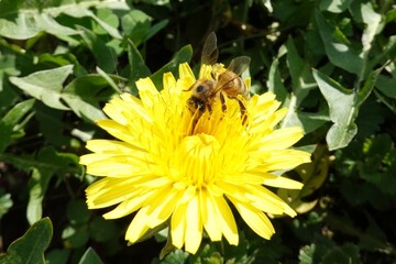 A bee collects nectar and pollen from a blooming dandelion to make honey and food for the bees in the hive