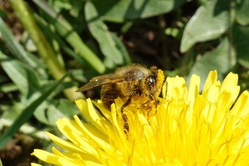 A bee collects nectar and pollen from a blooming dandelion to make honey and food for the bees in the hive