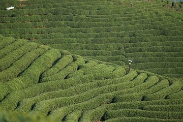 Tea fields on the slopes of mountains in Hangzhou on a sunny day, in China