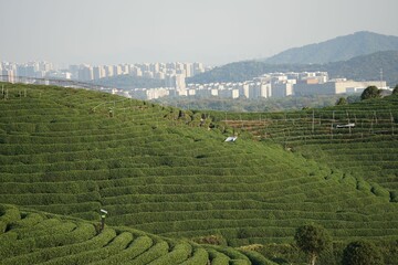 Tea fields in Hangzhou with the city buildings in the background, China