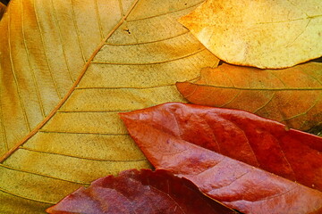 Frame of leaves 