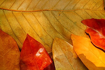 Naklejka na ściany i meble red autumn leaf