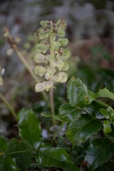 Vertical shot of a beautiful garden with insects on delicate little leaves
