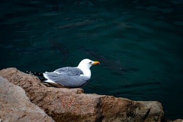 Seagull on a rock against fishes on the sea